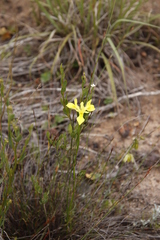 Moraea anomala