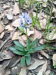 Hyacinthoides lingulata