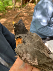 Turdus migratorius migratorius