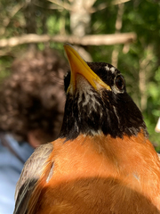 Turdus migratorius migratorius