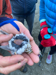 Haemorhous purpureus purpureus