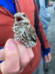 Haemorhous purpureus purpureus