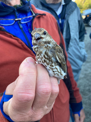 Haemorhous purpureus purpureus