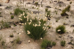 Geochloa