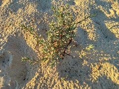Polygonum maritimum