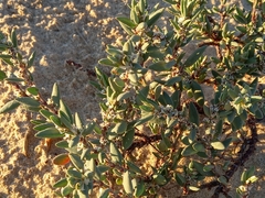 Polygonum maritimum