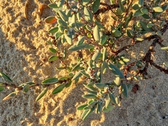 Polygonum maritimum
