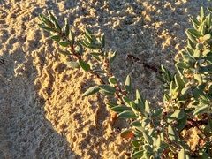 Polygonum maritimum