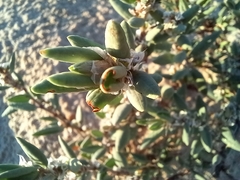 Polygonum maritimum