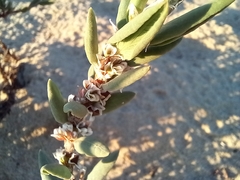 Polygonum maritimum