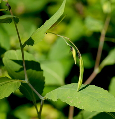 Impatientinum asiaticum