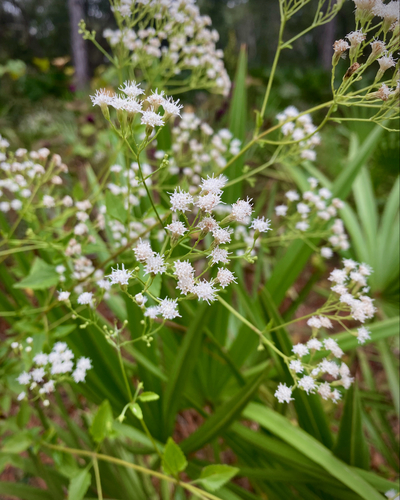 Ageratina jucunda image