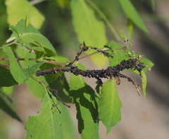 Impatientinum asiaticum