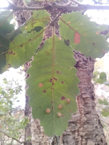 Quercus ×numidica image