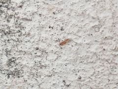 Pseudomyrmex simplex