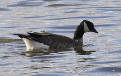 Branta hutchinsii hutchinsii