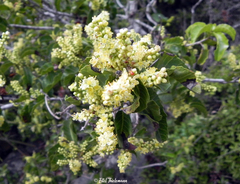 Schinus latifolia