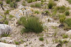 Geochloa