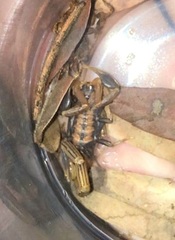 Uroplectes planimanus