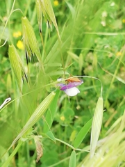Calocoris nemoralis