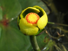 Nuphar advena image