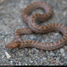 Isla Cedros Nightsnake - Photo (c) Alan Harper, some rights reserved (CC BY-NC)