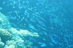Caesio striata