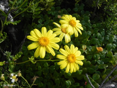 Senecio cerberoanus