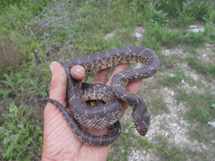 Lampropeltis splendida