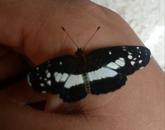 Castilia