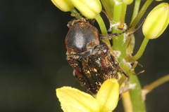 Cymophorus