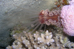 Alicia pretiosa