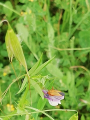 Calocoris nemoralis