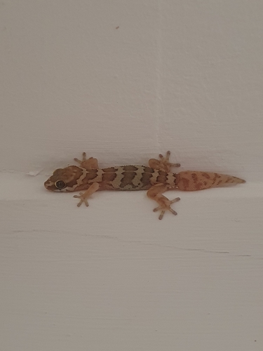 Southern Rough Gecko
