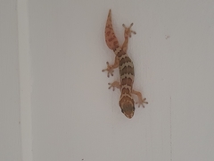 Pachydactylus formosus