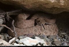 Crotalus ruber exsul