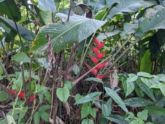 Heliconia orthotricha