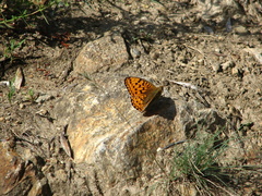 Argynnis niobe