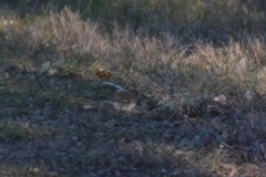 Junco hyemalis cismontanus