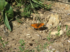 Argynnis niobe