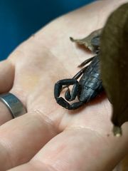 Hadogenes granulatus