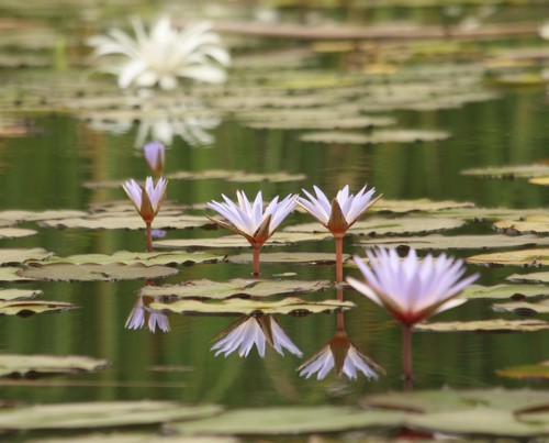 Nymphaea micrantha, photograph 1
