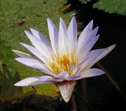 Blue Egyptian Lotus (Nymphaea micrantha)