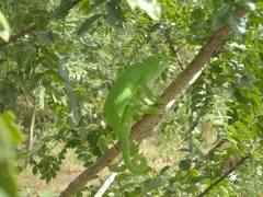 Chamaeleo senegalensis