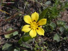 Sisyrinchium graminifolium