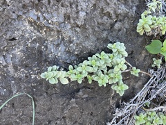 Lipochaeta integrifolia