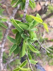 Strychnos cocculoides