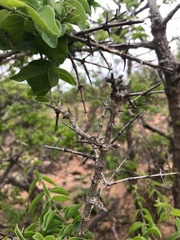 Strychnos cocculoides