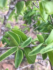 Strychnos cocculoides