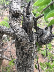 Strychnos cocculoides